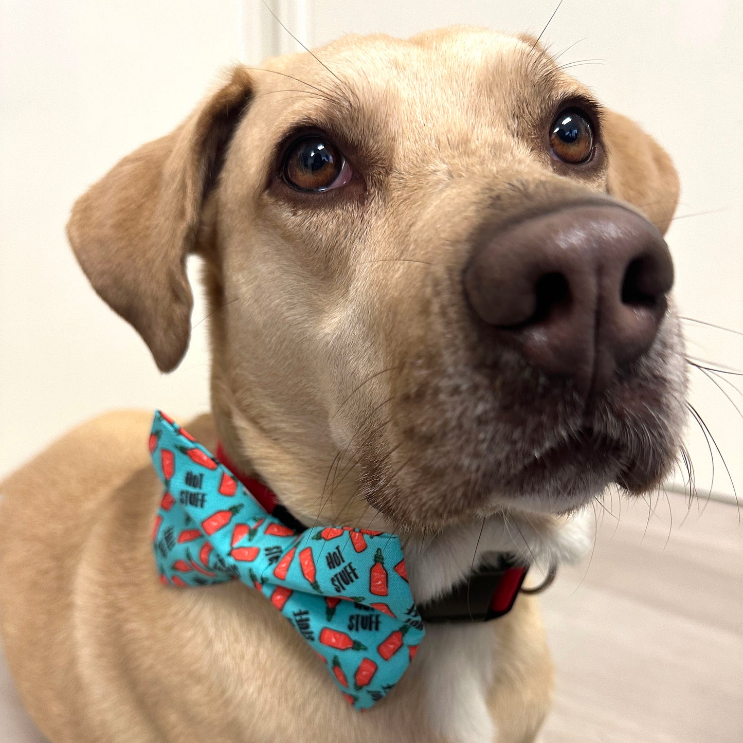 Hot Stuff Dog Bow Tie