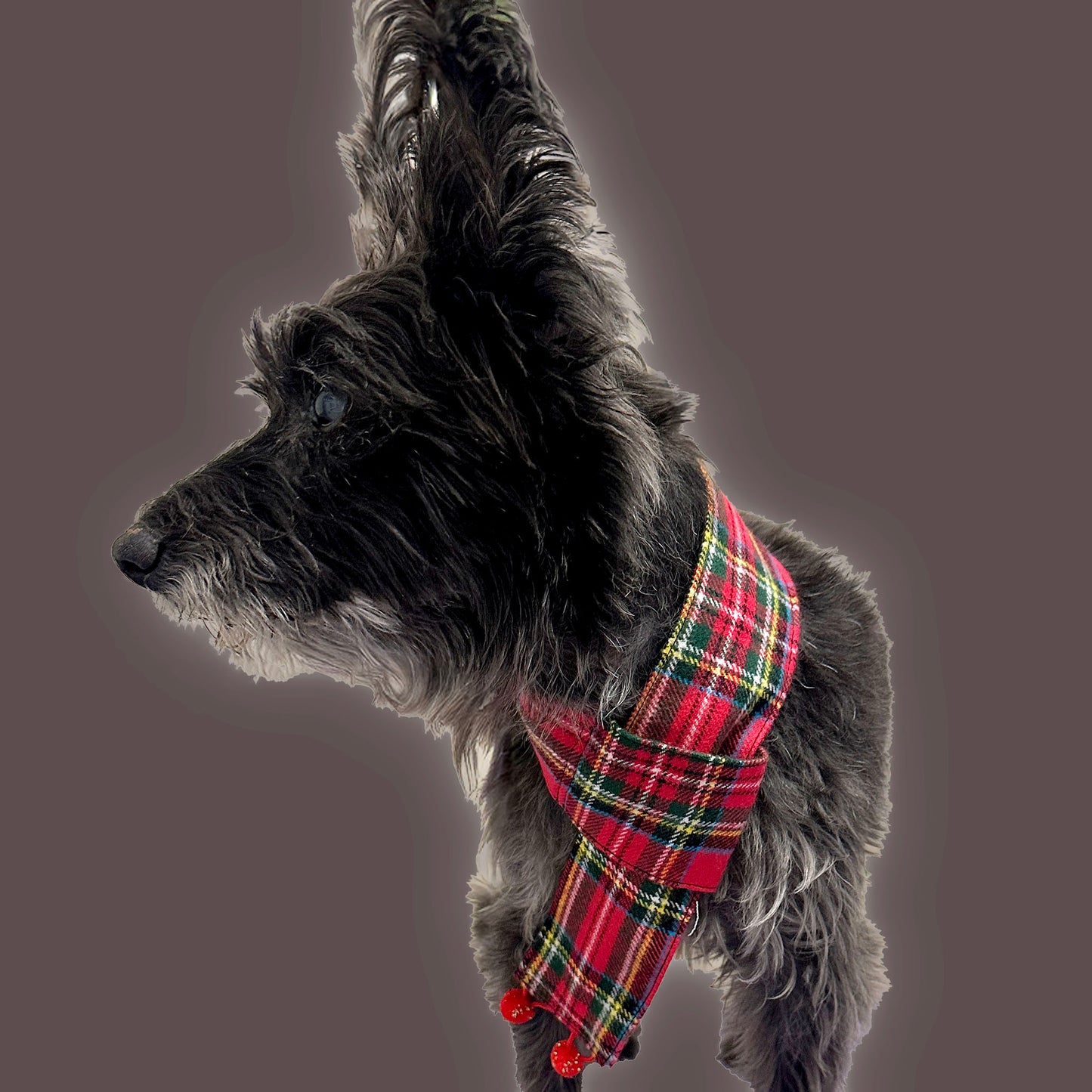 Dog wearing a red plaid scarf on a gray background