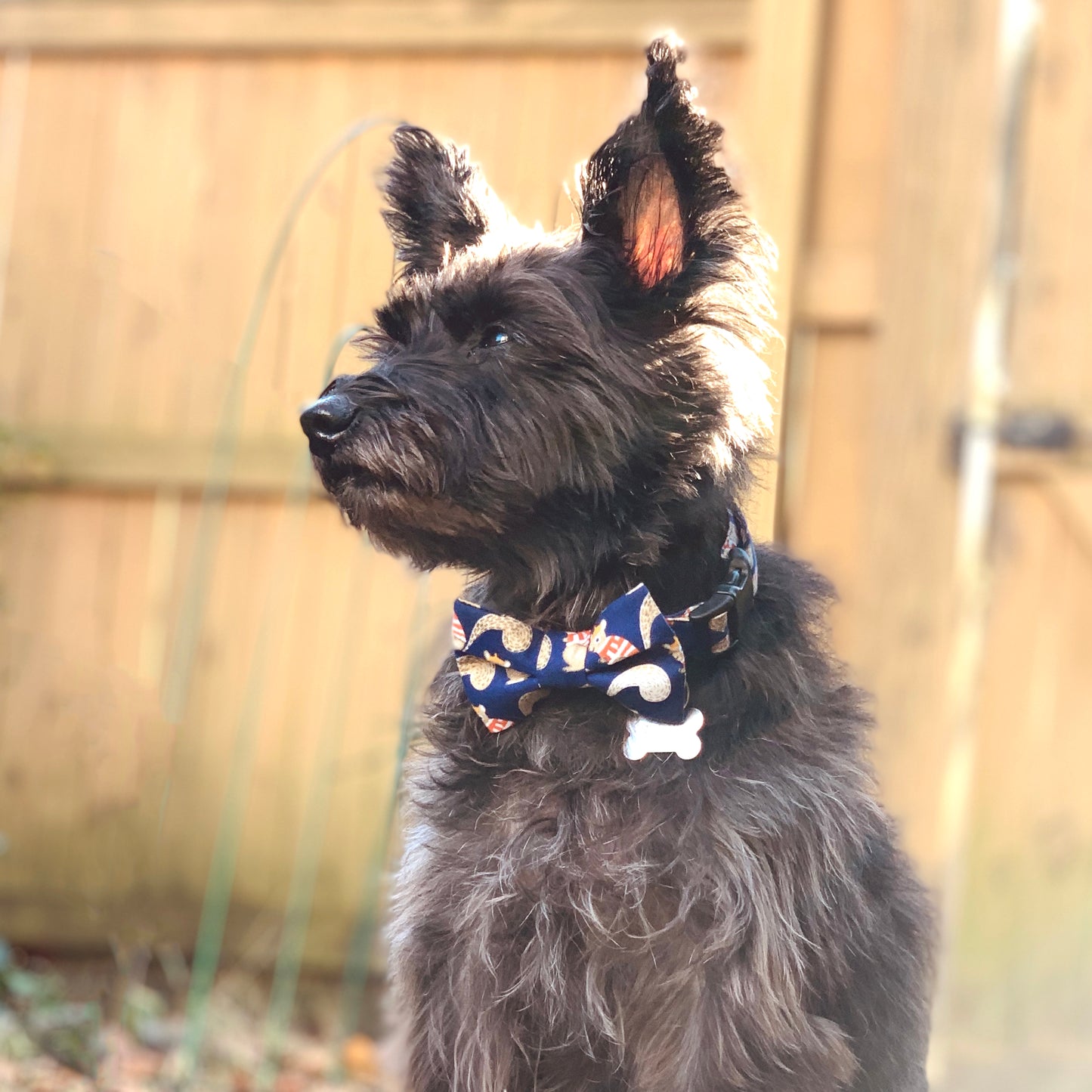 Squirrel Dog Bow Tie