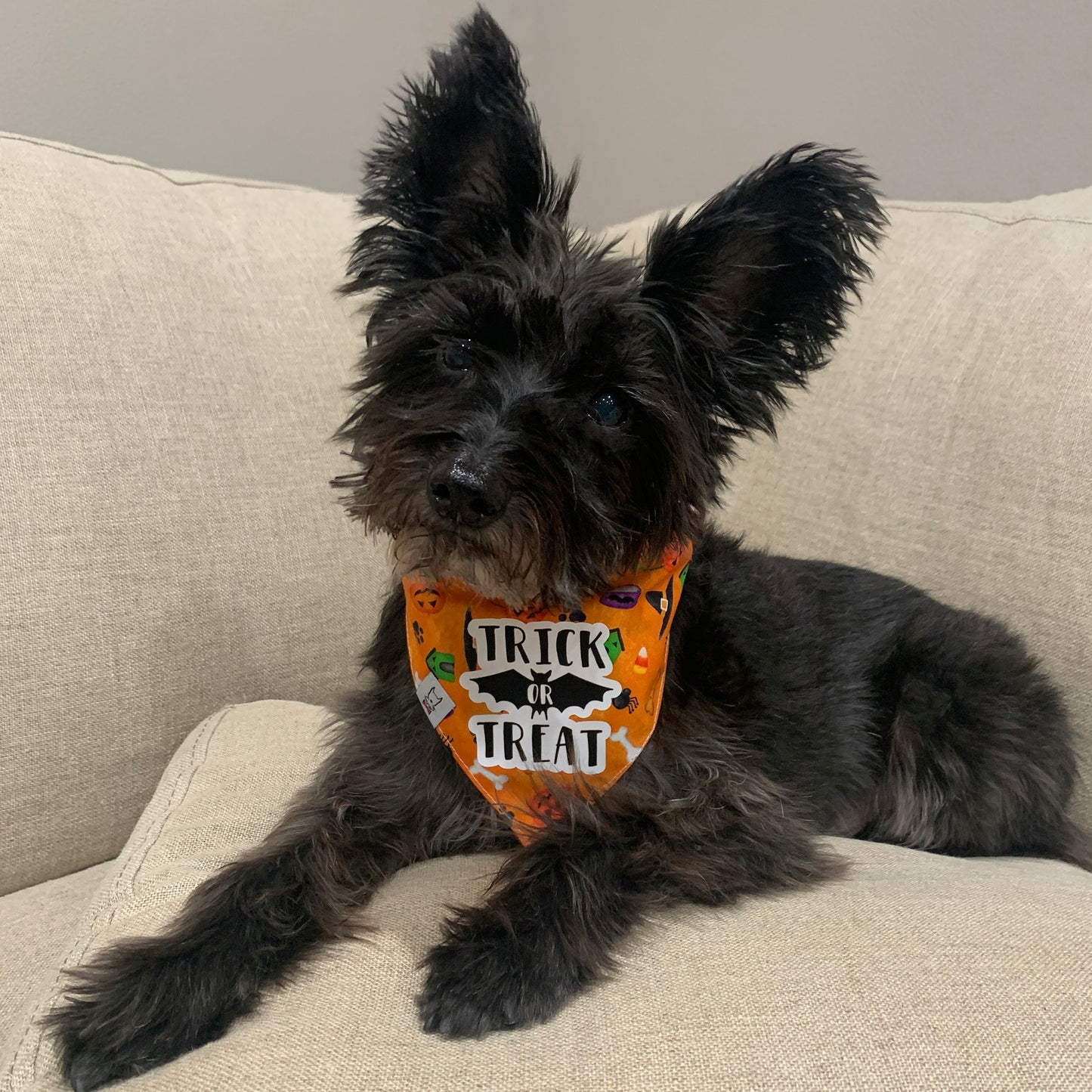 Trick Or Treat Dog Bandana