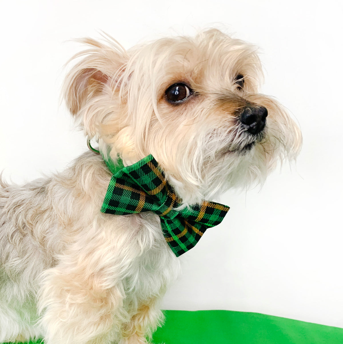 St. Patrick's Day Check Dog Bow Tie