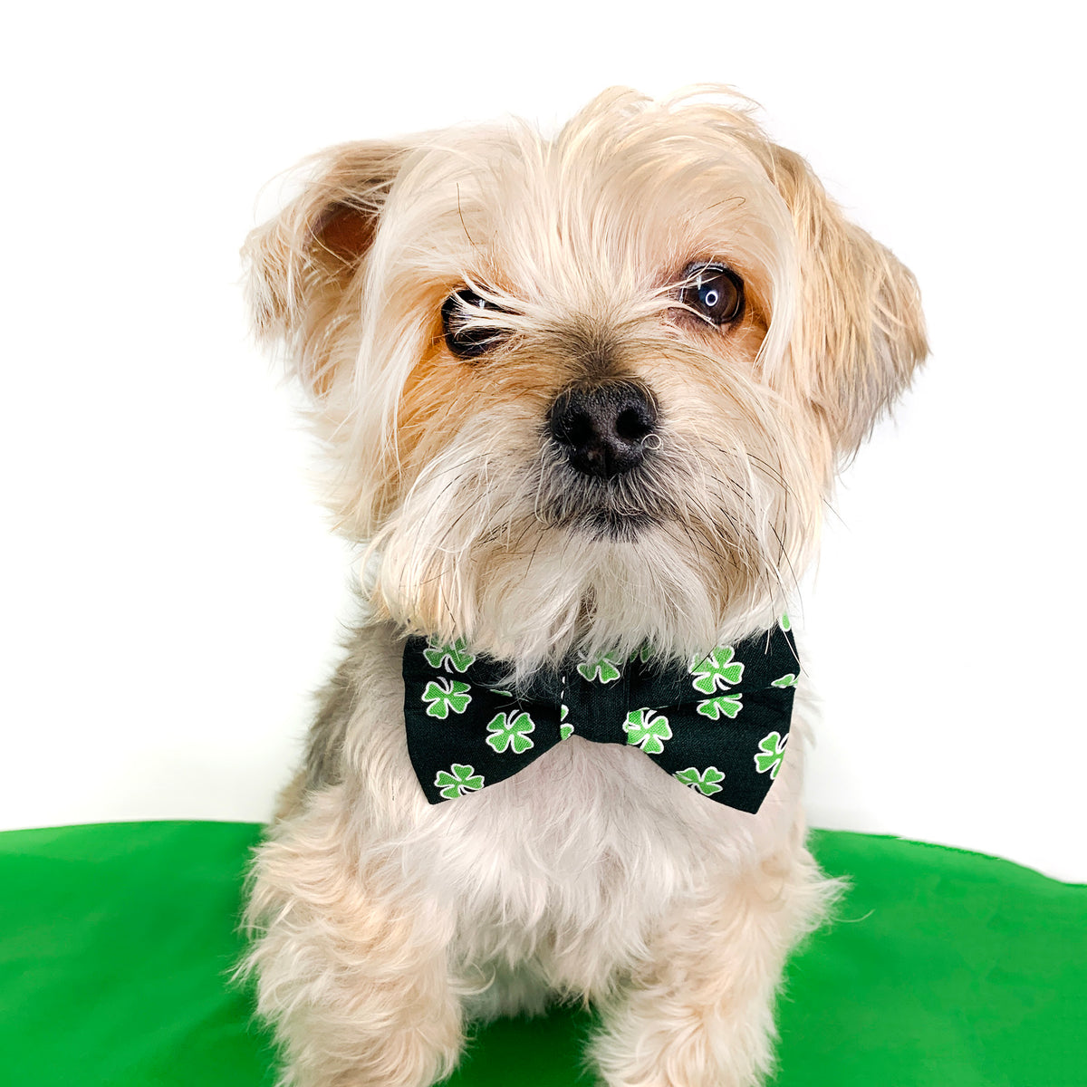 Four Leaf Clover St. Patrick's Day Dog Bow Tie