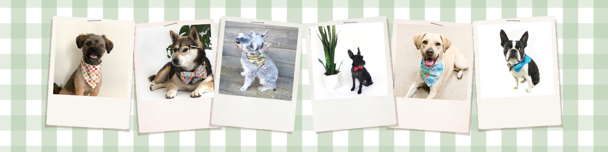 Collage of dogs in various poses on a striped background