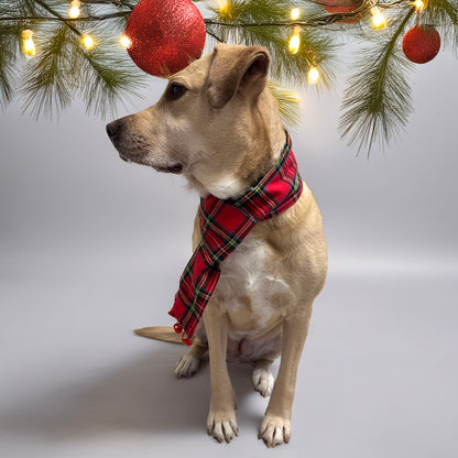 Dog wearing a red plaid scarf with Christmas decorations in the background