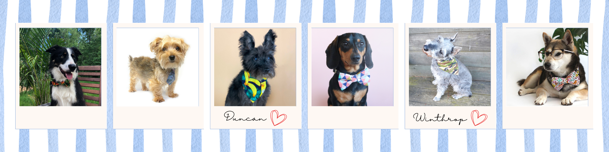 Winthrop Clothing Co Dogs