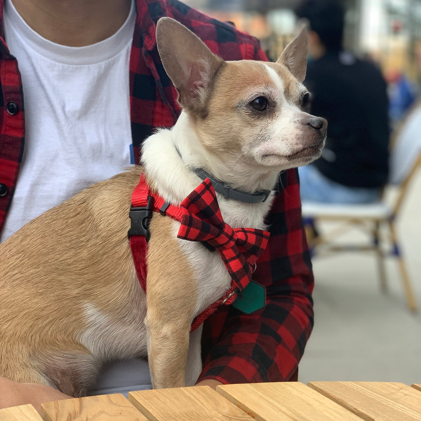 Chihuahua wearing a Winthrop Clothing Co. dog bow tie, Buffalo Plaid Dog Bow Tie