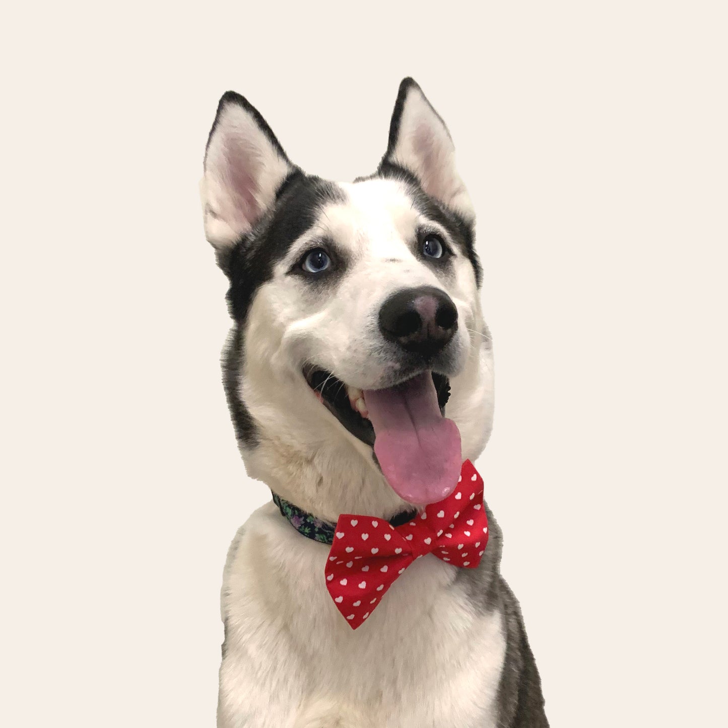 Valentine's Day Dog Bow Tie, Husky